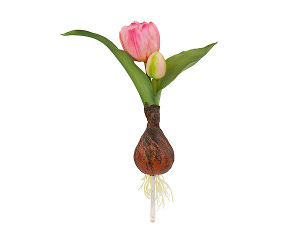 TULIPANO BOCCIOLO ROSA CON BULBO