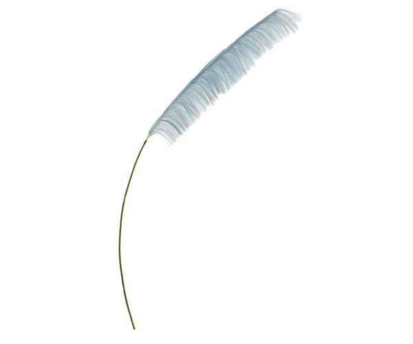 PAMPAS AZZURRO H.1500 MM