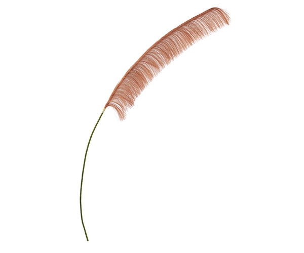 PAMPAS MARRONE H.1500 MM