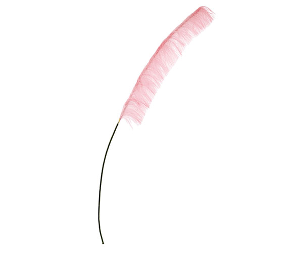 PAMPAS ROSA