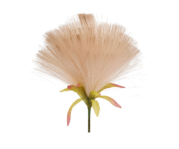 PICK DANDELION NUDO