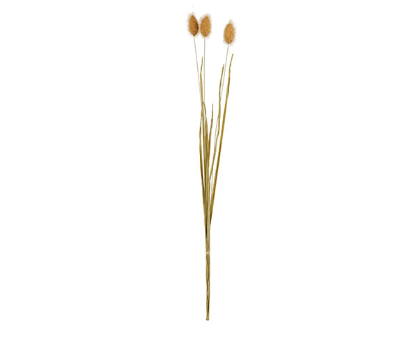 S/3 SPIGHE LAGURUS NATURALE H.600 MM