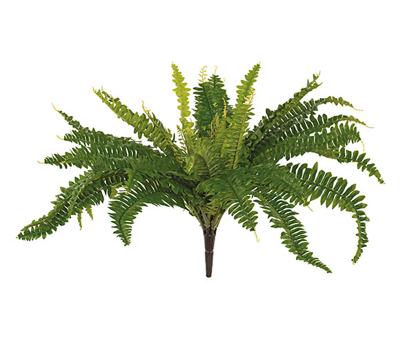 FELCE VERDE