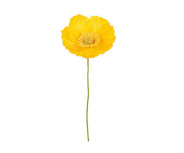 PAPAVERO GIALLO
