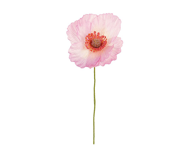 PAPAVERO ROSA