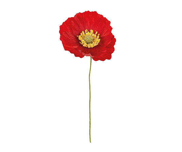 PAPAVERO ROSSO
