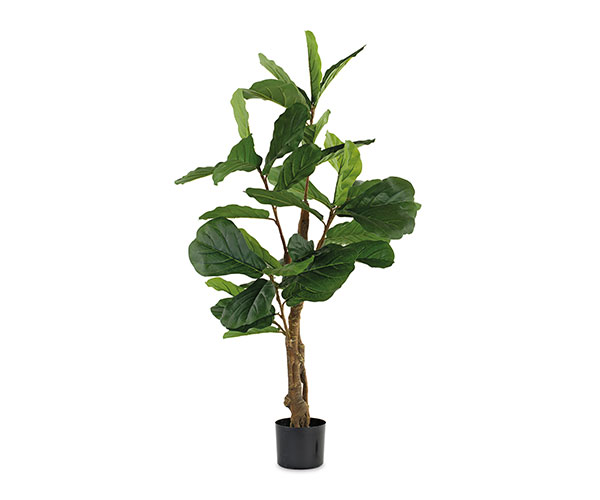 FICUS LYRATA