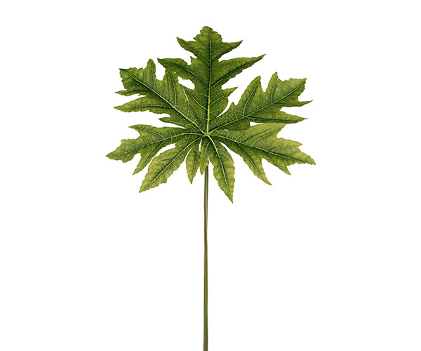 FOGLIA PAPAYA