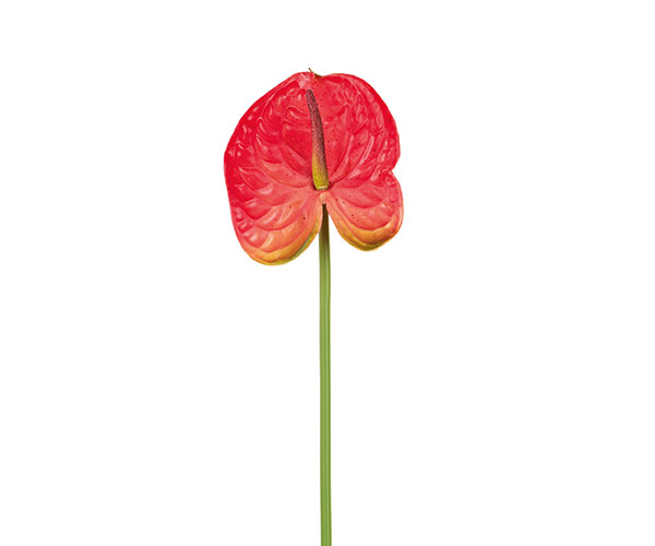 ANTHURIUM ROSA
