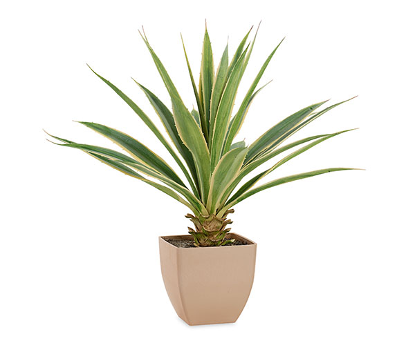 YUCCA