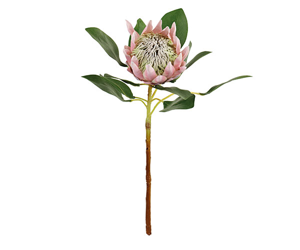 KING PROTEA ROSA