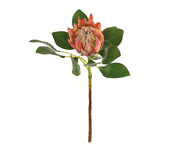 KING PROTEA PESCA