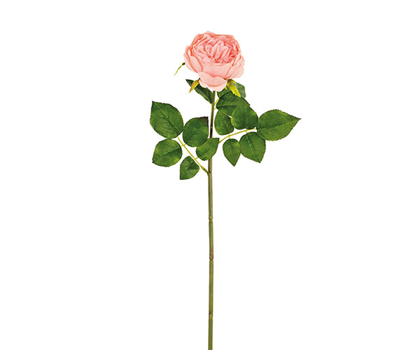 ROSA INGLESE PESCA