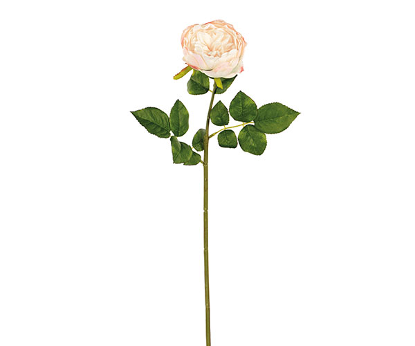 ROSA INGLESE AVORIO