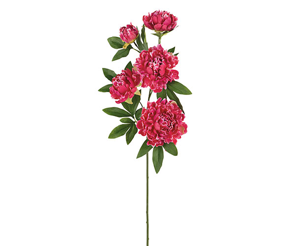 PEONIE FUXIA