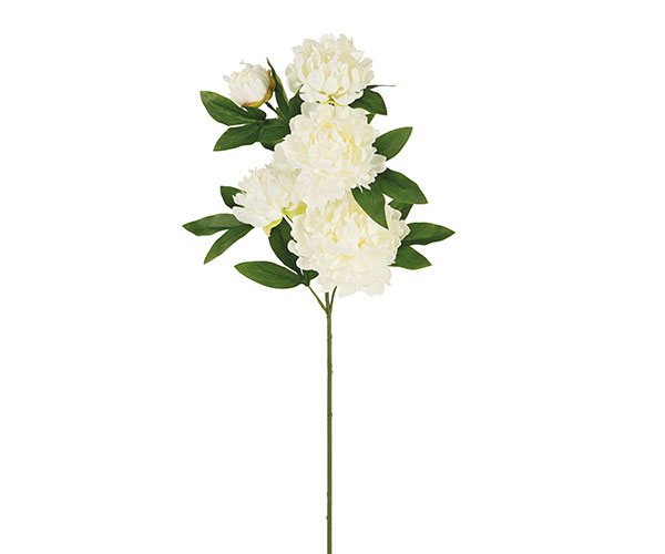PEONIE BIANCHE