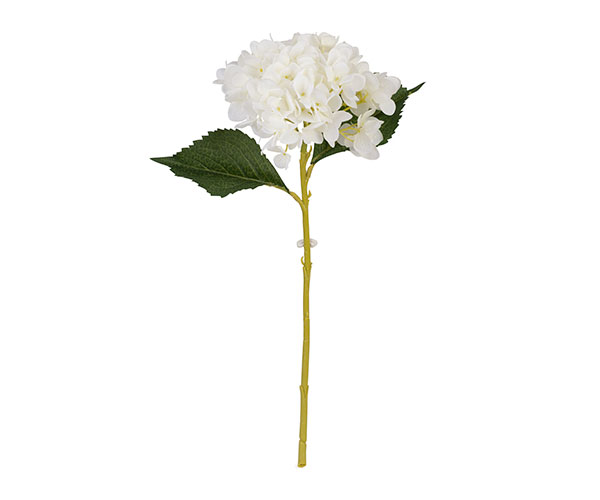 ORTENSIA BIANCA