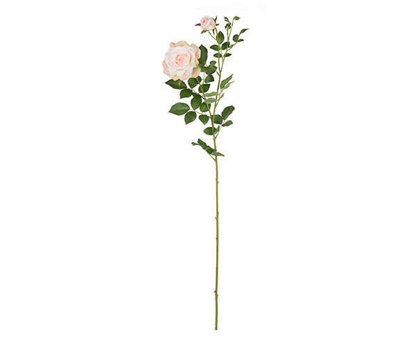 ROSA ROSACHIARO CON BOCCIOLO