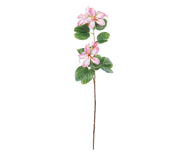RAMO BAUHINIA