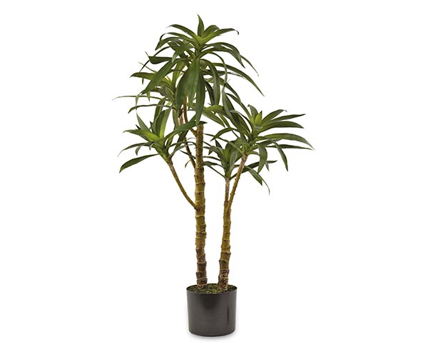 DIEFFENBACHIA CON VASO