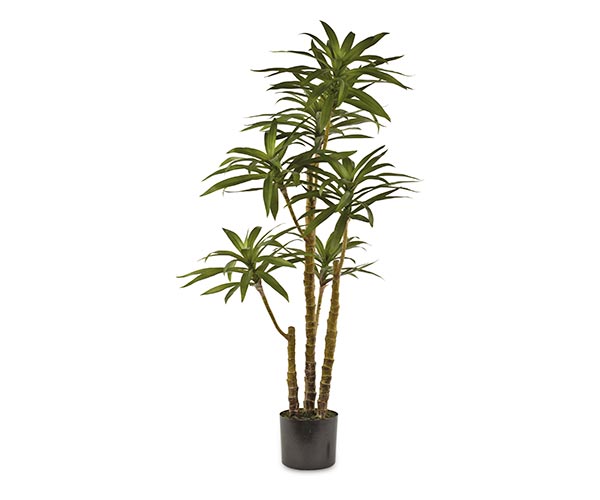 DIEFFENBACHIA CON VASO