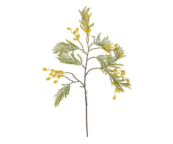 RAMO MIMOSA