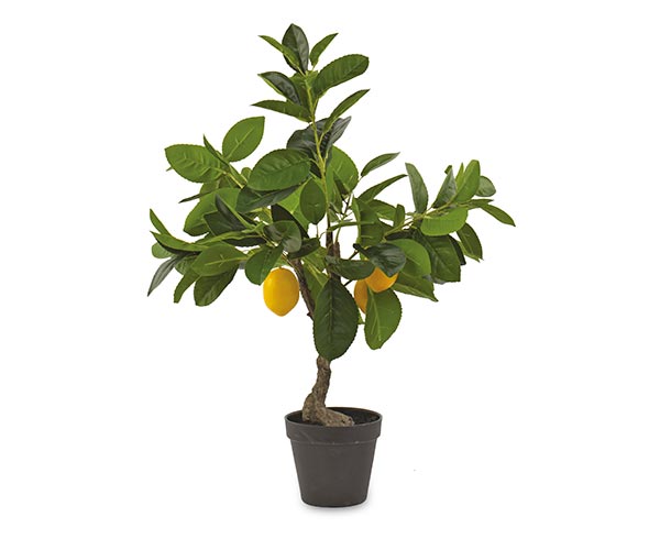 ALBERO LIMONI CON VASO