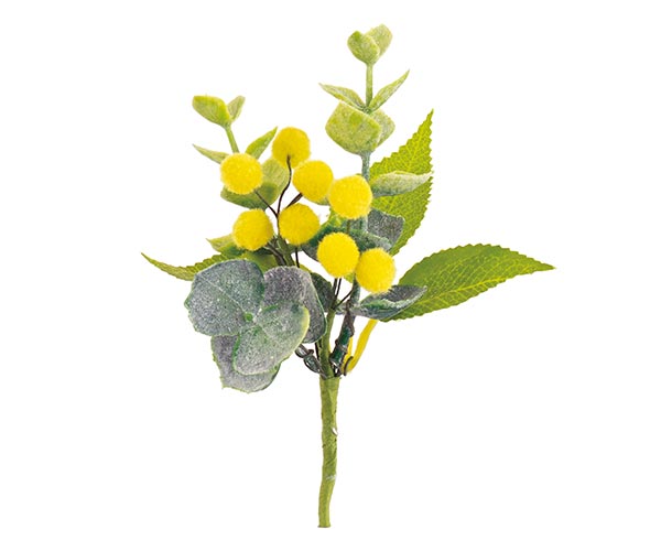 PICK CONMIMOSA
