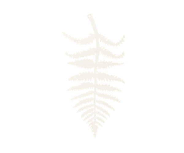 SET 12 FOGLIE FELCE CARTA BIAN 220 MM