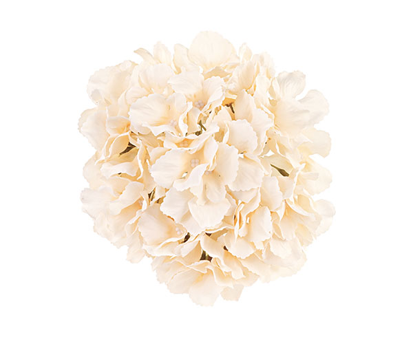 ORTENSIA CHAMPAGNE