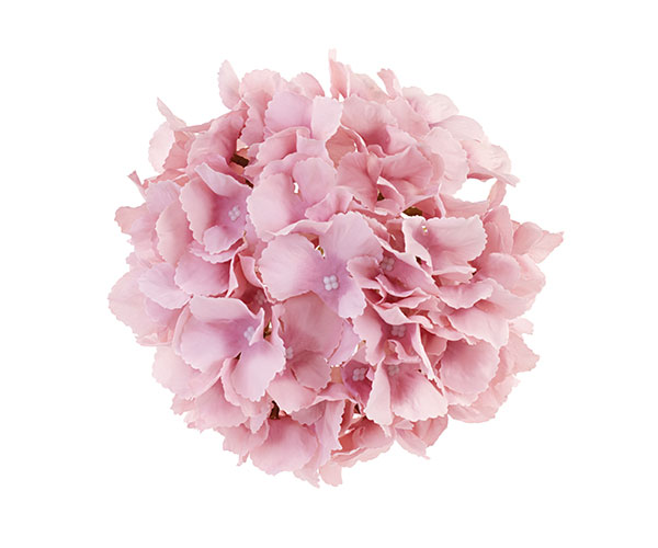 ORTENSIA ROSA