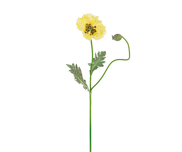 PAPAVERO GIALLO