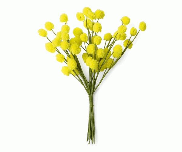 MAZZETTO 12 MIMOSE