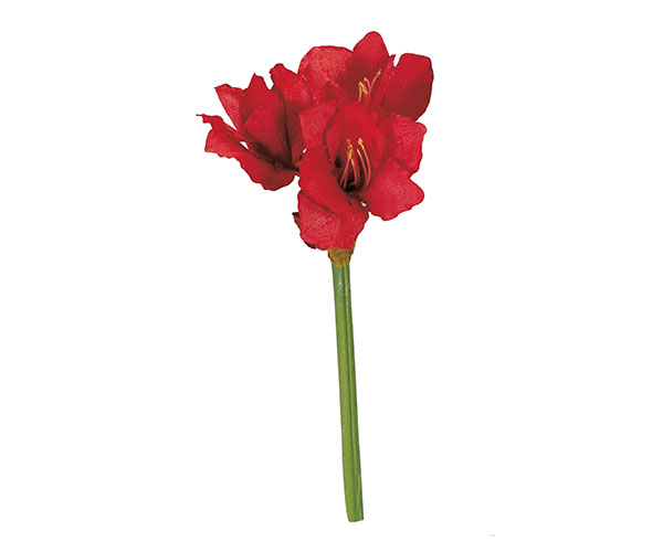 AMARILLIS ROSSO H.750 MM