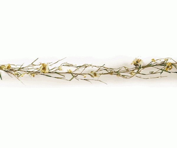 FILO C/MARGHERITE AVORIO L.930 MM