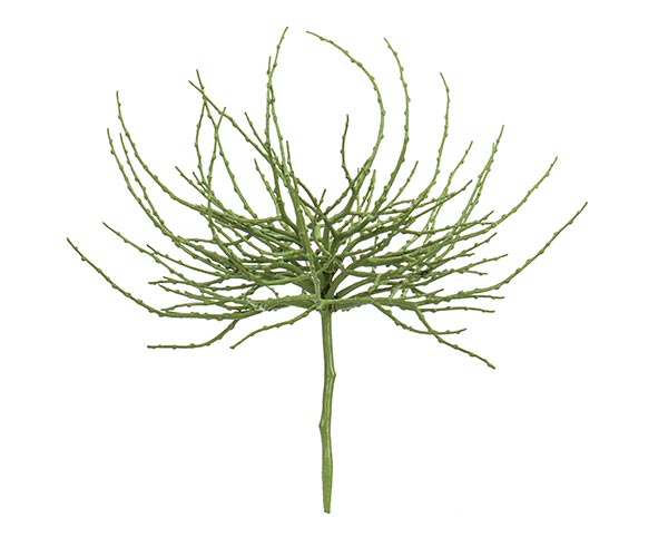 DATTERO VERDE