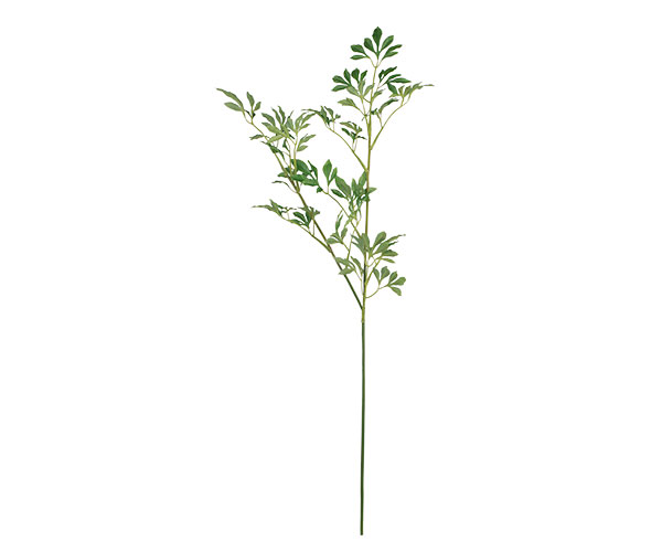 RAMO POLYSCIAS 1130 MM