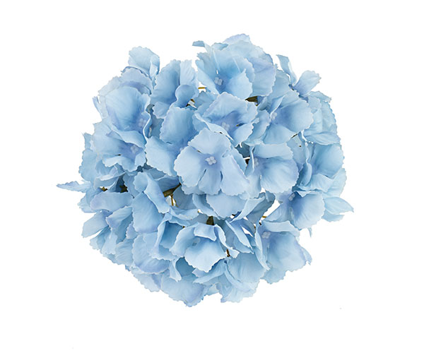 ORTENSIA AZZURRA