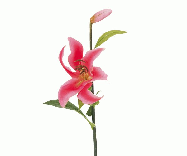 GIGLIO ROSA