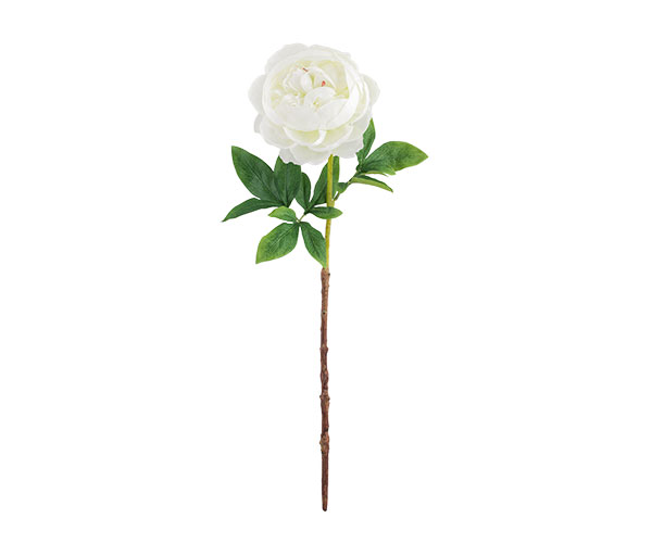 PEONIA BIANCA